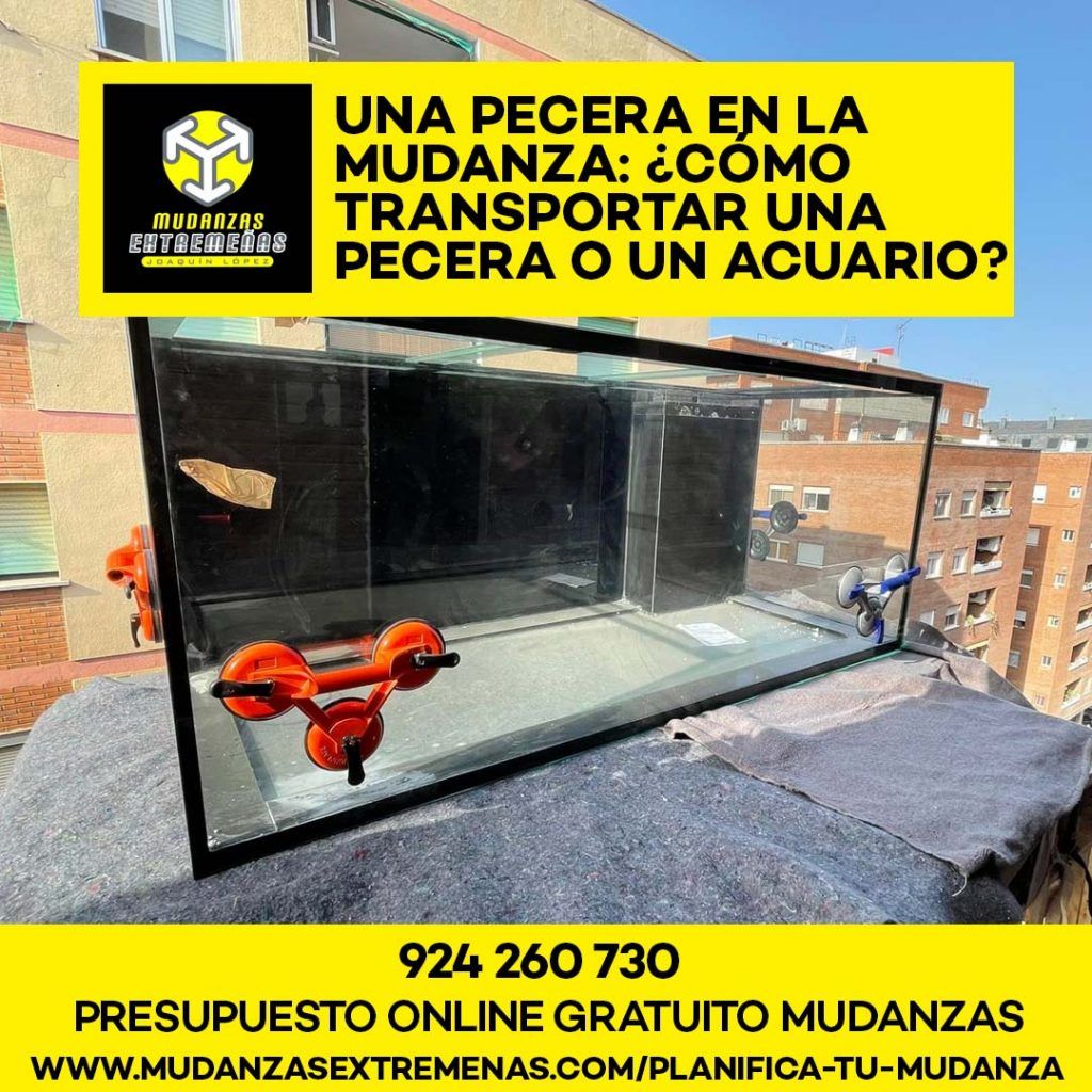 EMPRESA DE MUDANZAS - UNA PECERA EN LA MUDANZA CÓMO TRANSPORTAR UNA PECERA O UN ACUARIO